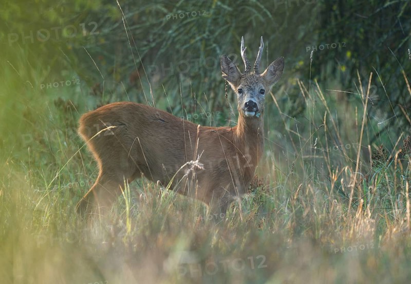 European roe deer (Capreolus capreolus), roebuck with cloverleaf in its mouth, Aesir looking attentively, wildlife, Thuringia, Germany, Europe