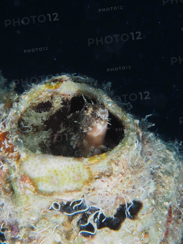 A sabre-toothed blenny (Petroscirtes mitratus) inhabits a plastic canister, marine pollution, dive site House Reef, Mangrove Bay, El Quesir, Red Sea, Egypt, Africa