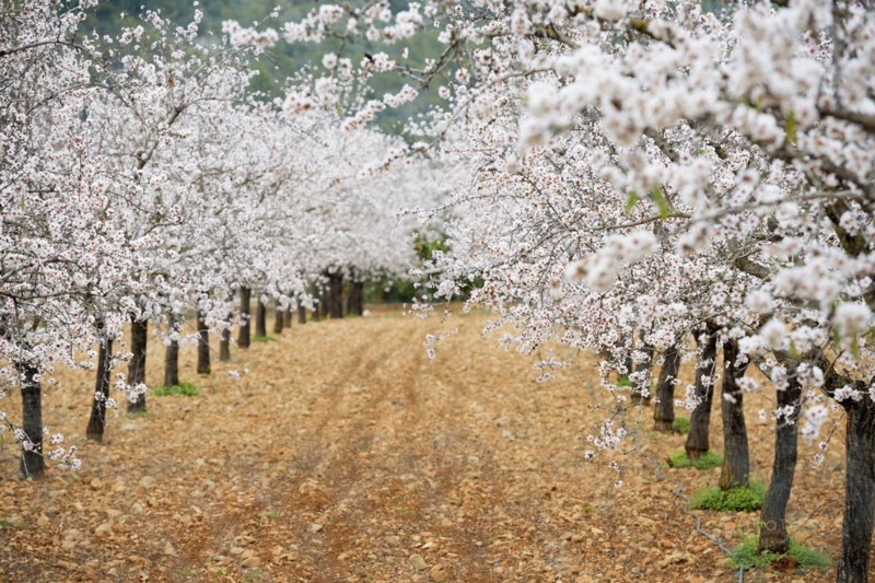 Flowering almond trees (Prunus dulcis), near Alaró, Serra de Tramuntana, Majorca, Balearic Islands, Spain, Europe