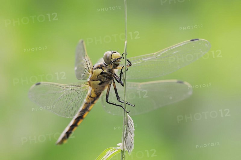Black-tailed skimmer (Orthetrum cancellatum), female, North Rhine-Westphalia, Germany, Europe
