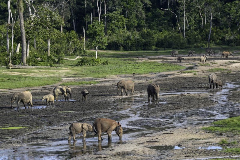African forest elephants (Loxodonta cyclotis) in the Dzanga Bai forest clearing, Dzanga-Ndoki National Park, Unesco World Heritage Site, Dzanga-Sangha Complex of Protected Areas (DSPAC), Sangha-Mbaéré Prefecture, Central African Republic, Africa