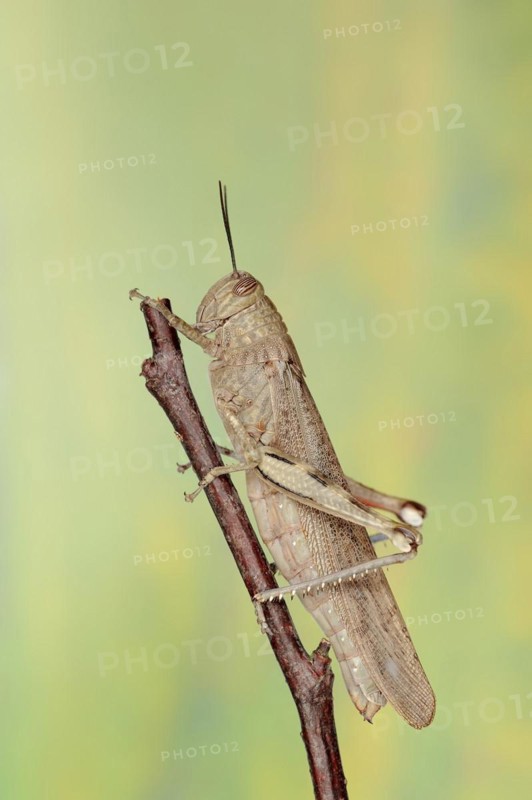 Egyptian locust (Anacridium aegyptium), Camargue, Provence, southern France