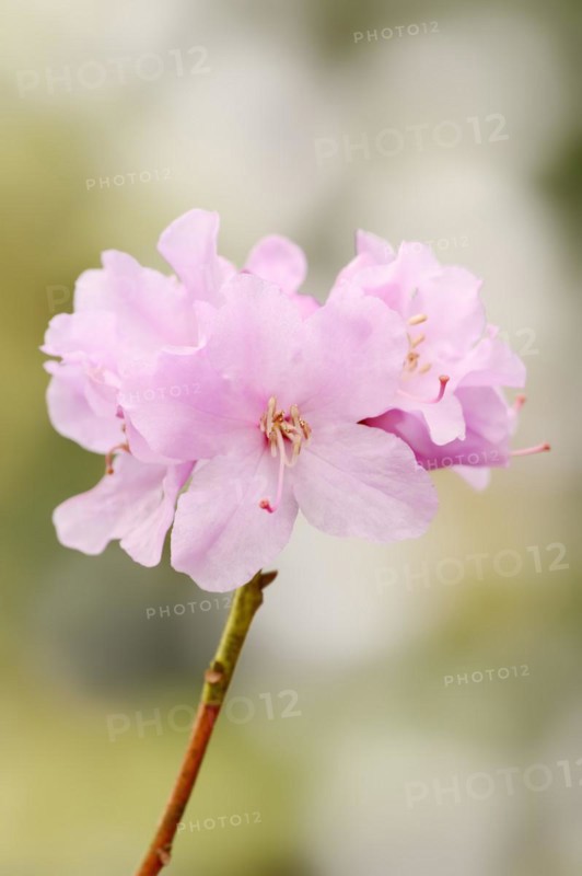 Early spring alpine rose (Rhododendron praecox), flowers, ornamental plant, North Rhine-Westphalia, Germany, Europe