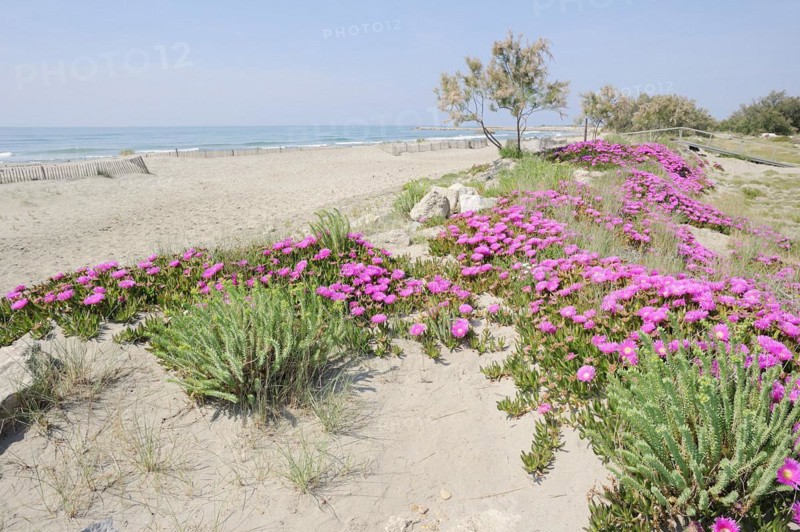 Red noonday flower or Hottentot fig (Carpobrotus acinaciformis) on the beach, Camargue, Provence, southern France