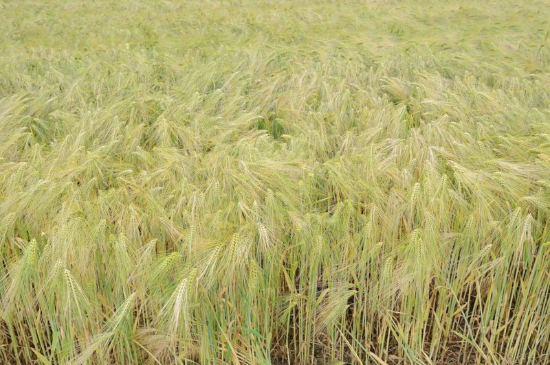 Field with rye (Secale cereale), North Rhine-Westphalia, Germany, Europe