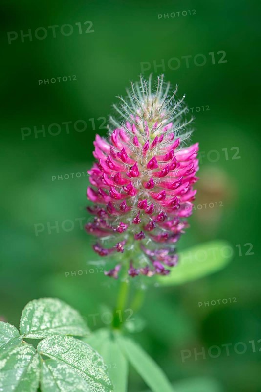 Flower of incarnate clover (Trifolium incarnatum), Bavaria, Germany, Europe