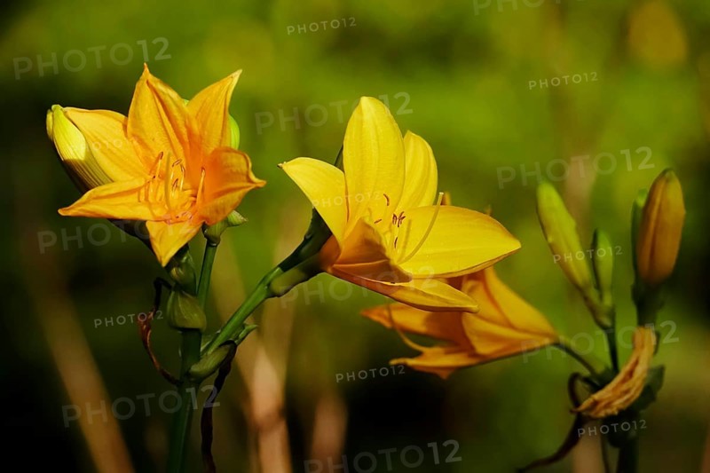 Yellow lilies, summer, Germany, Europe