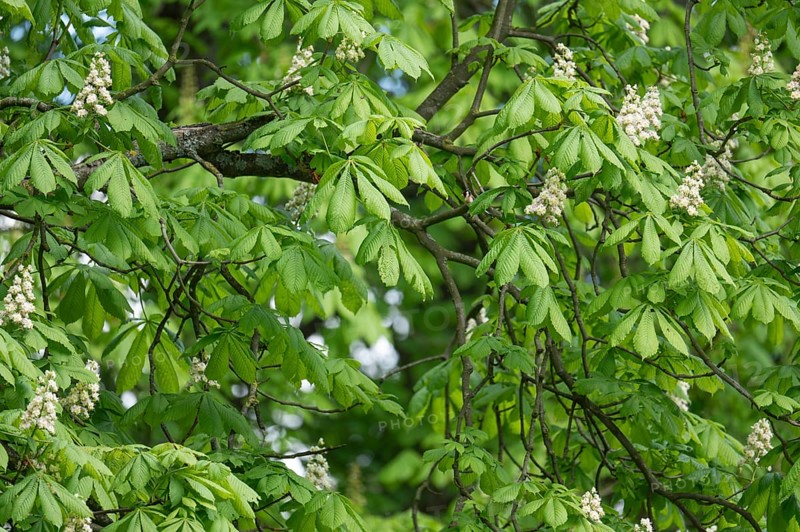 Chestnut tree (Castanea) with countless green leaves and some upright white flowers, branches and twigs, in the background a little bit of the bright sky shimmers through, Dortmund, Germany, Europe