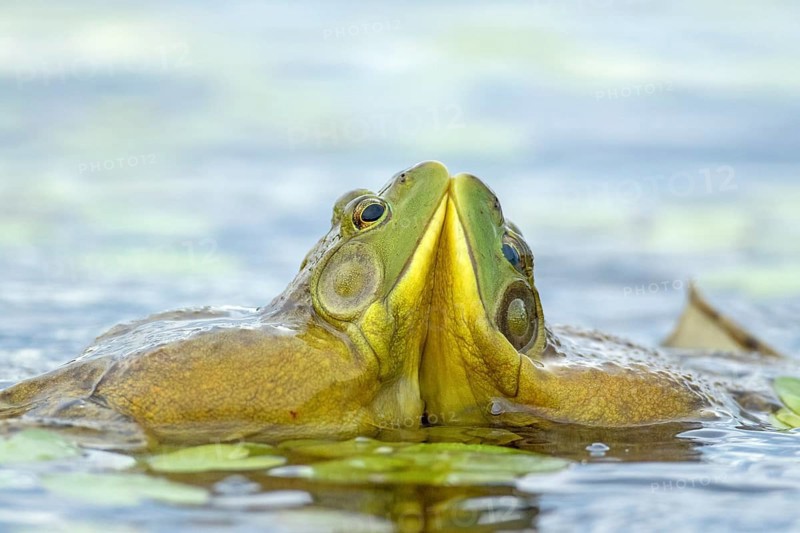 Bull frogs Lithobates catesbeianus. Male bull frogs fighting during the breeding season. La Mauricie national park. Province of Quebec. Canada