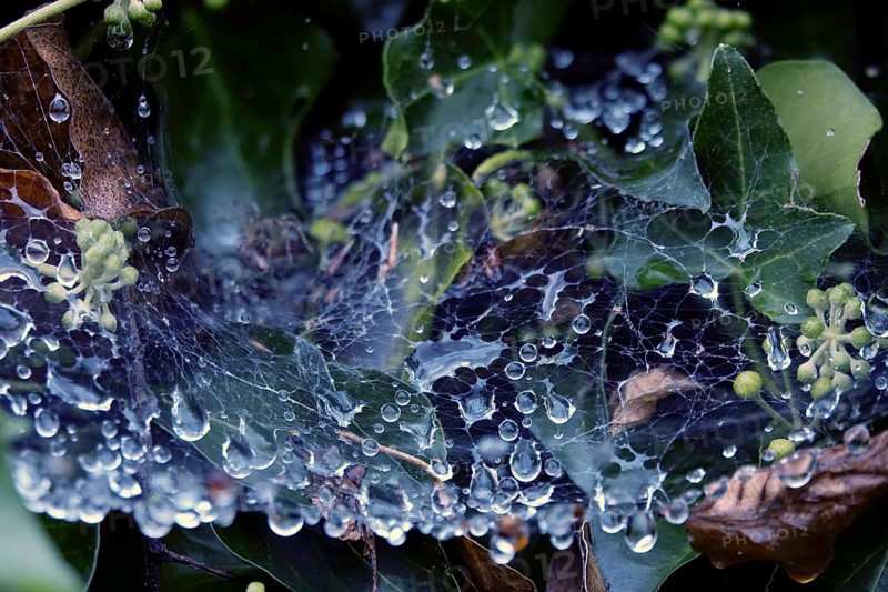 Cobweb threads with water droplets, end of August, Germany, Europe