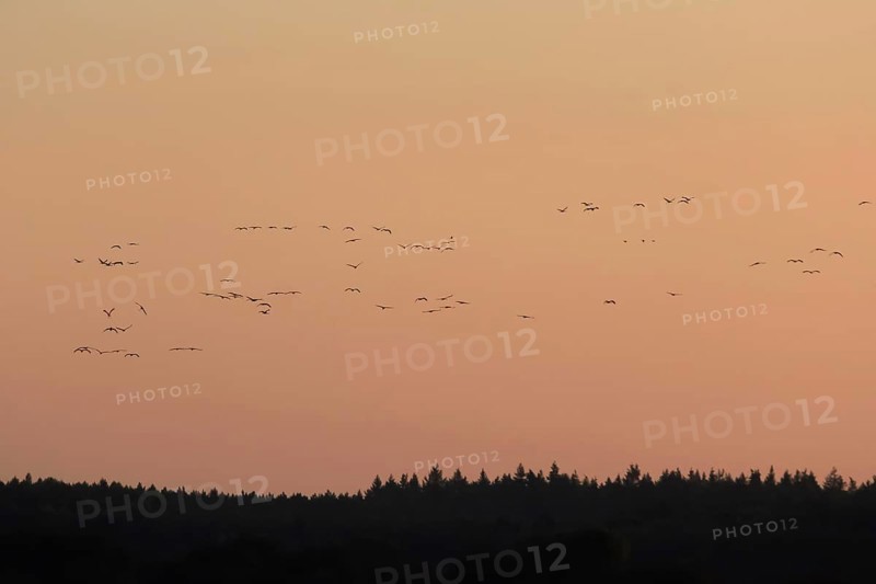 Evening sky at the Baltic Sea near Peenemünde, cranes in the sky, September, Mecklenburg-Western Pomerania, Germany, Europe