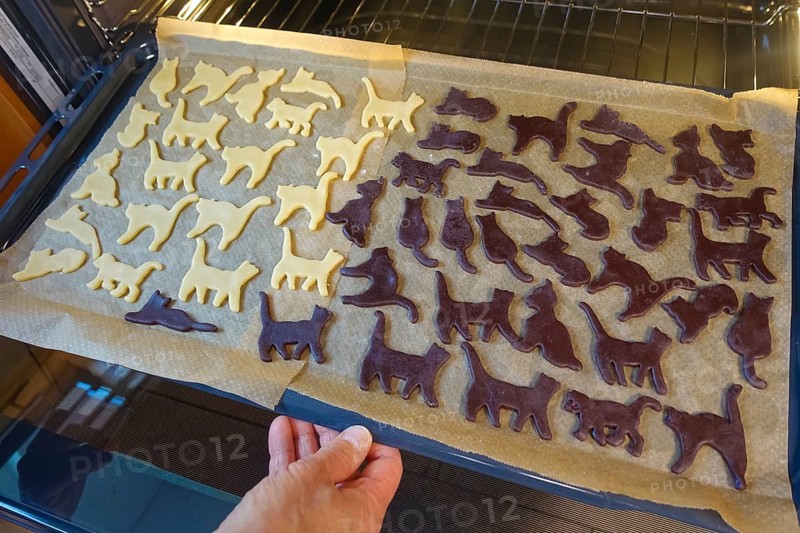 Swabian cuisine, Swabian Christmas biscuits, preparation of Ausstecherle, shortbread biscuits, cat figures, raw dough pieces with cocoa and white on baking paper, baking tray in the oven. typical Swabian, baking, Christmas biscuits, sweet biscuits, Gutsle, Bredle, baked goods, from the oven, men's hands, traditional cuisine, food photography, studio, Germany, Europe