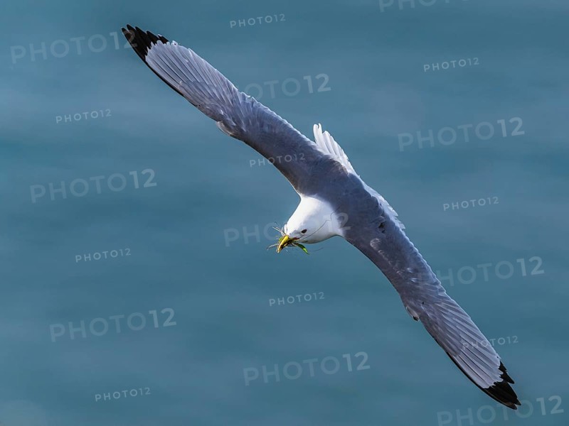 Black-legged Kittiwake, Rissa tridactyla, bird in flight over sea