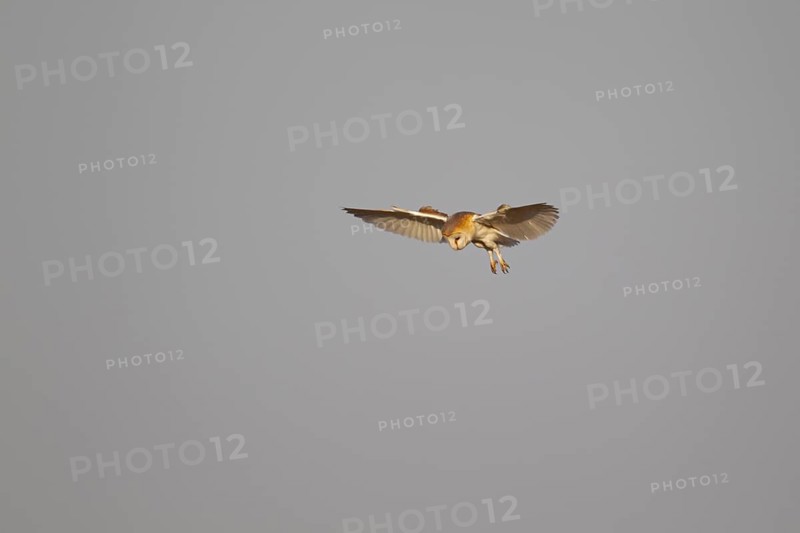 Barn owl (Tyto alba) adult bird hovering in flight, Norfolk, England, United Kingdom, Europe