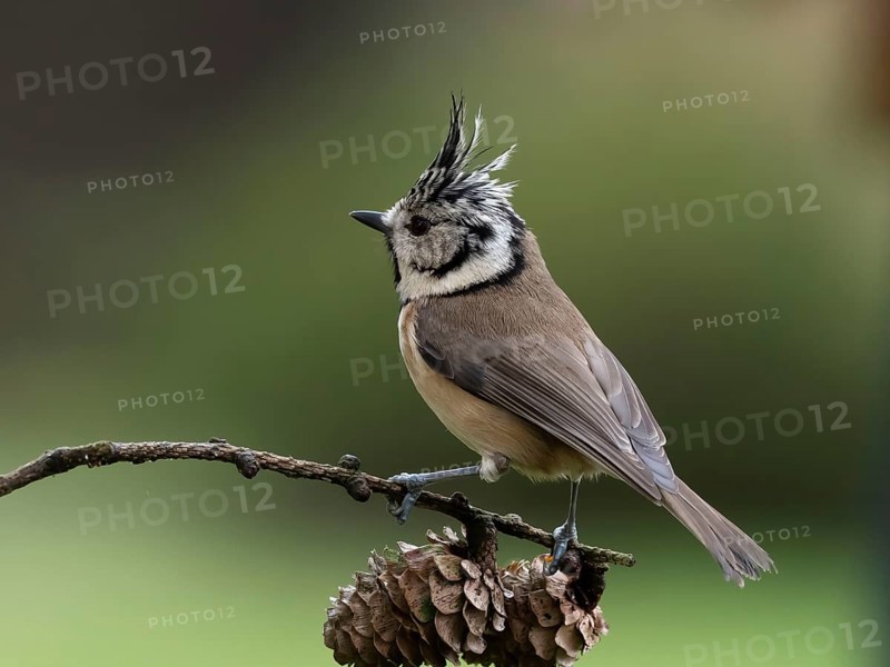 Crested Tit (Lophophanes cristatus) sitting on a lark branch covered with cones, North Rhine-Westphalia, Germany, Europe