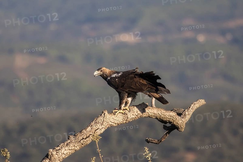 Iberian Eagle (Aquila adalberti), Spanish imperial eagle, Extremadura, Castilla La Mancha, Spain, Europe