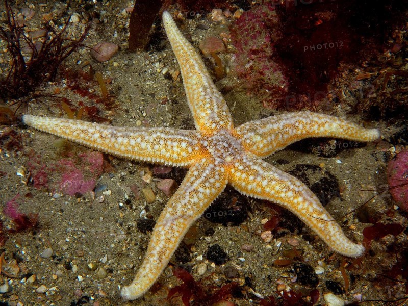 A beige-orange Common Starfish (Asterias rubens) spreads out on the sandy seabed. Dive site Ballycastle North, County Sligo, Irish Sea, North Atlantic, Ireland, Europe