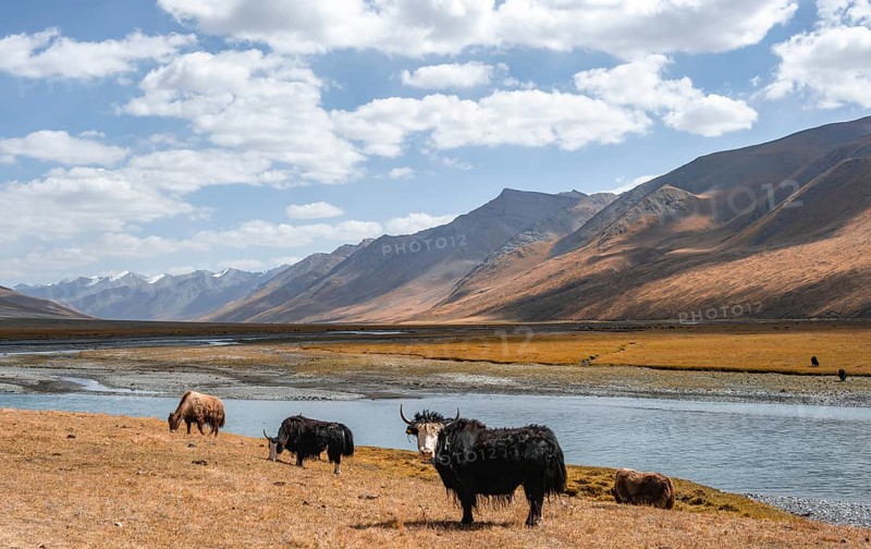 Yaks by a river, Burkhan Valley, Terskey Ala-Too, Tien Shan, Issyk Kul Province, Kyrgyzstan, Asia