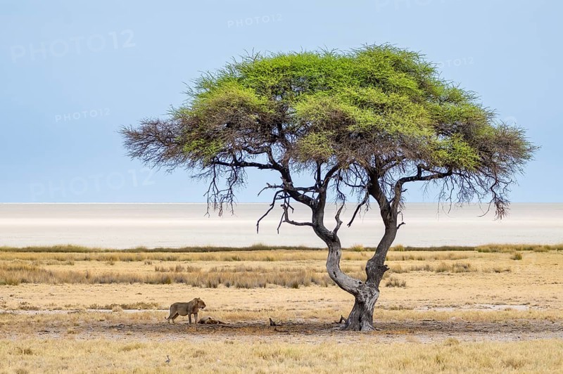 Two lions (Panthera leo), juvenile males, standing and lying, under a green acacia tree at the Etosha Salt Pan, Etosha National Park, Namibia, Africa
