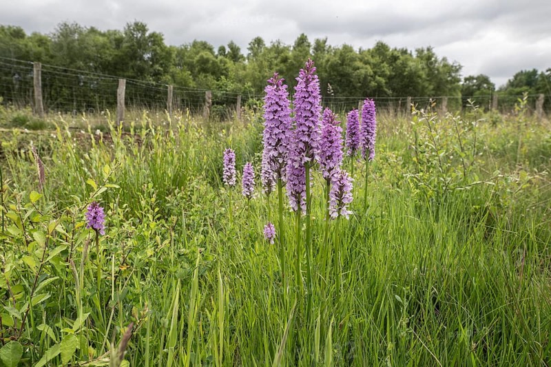 Southern marsh orchid (Dactylorhiza praetermissa), Emsland, Lower Saxony, Germany, Europe