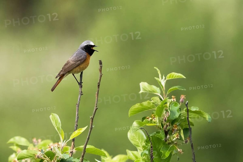 A Common redstart (Phoenicurus phoenicurus), male, singing on a twig with green leaves in the background, Hesse, Germany, Europe