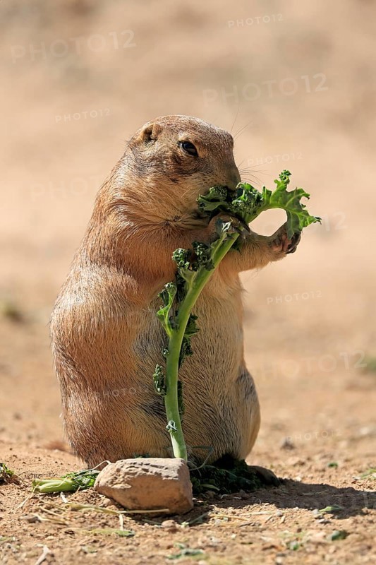 Black-tailed prairie dog (Cynomys ludovicianus), adult, feeding, standing upright, Sonoran Desert, Arizona, North America, USA, North America