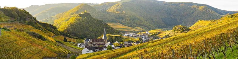Vineyards in autumn, Mayschoß, Ahr valley, red wine of the Pinot Noir and Portugieser grape is grown here, red wine growing region, Eifel, Rhineland-Palatinate, Germany, Europe