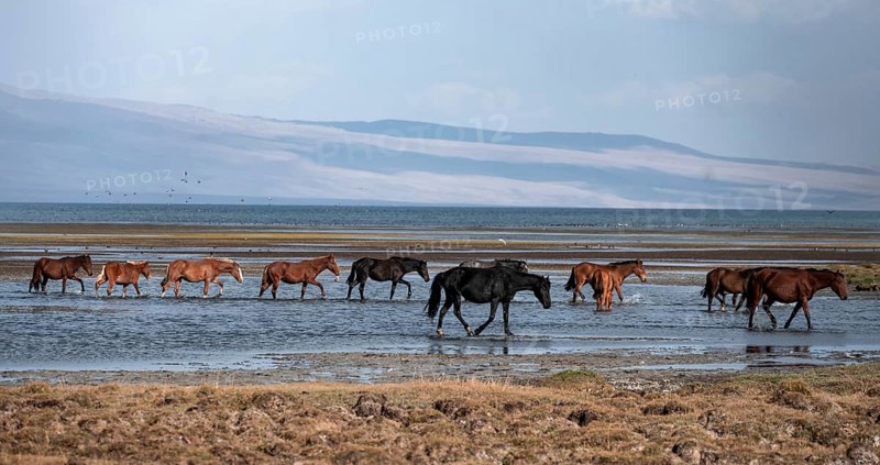 A herd of horses runs through the water at Song Kul mountain lake, Naryn region, Kyrgyzstan, Asia