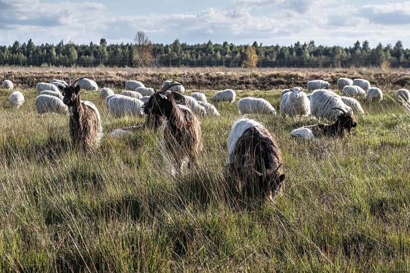 White horned Heidschnucken (Ovis gmelini) and Walliser goats (Capra aegagrus hircus) in the moor, Emsland, Lower Saxony, Germany, Europe
