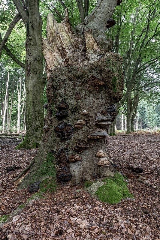 Deadwood with tinder fungus (Fomes fomentarius) in beech forest (Fagus sylvatica), Emsland, Lower Saxony, Germany, Europe