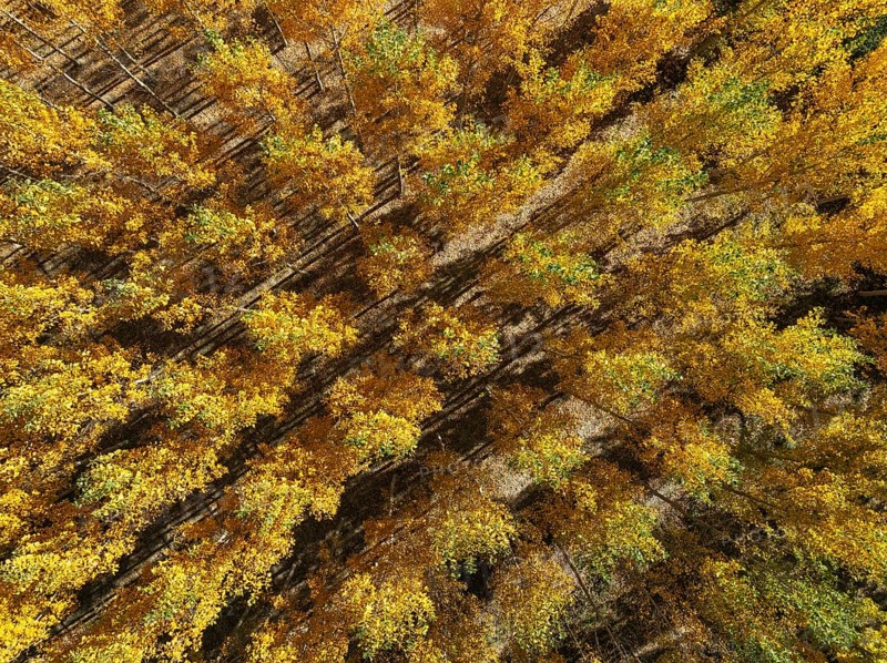 European Aspen (Populus tremula) in autumnal colours. Cultivated for timber. Aerial view. Drone shot. Granada province, Andalusia, Spain, Europe