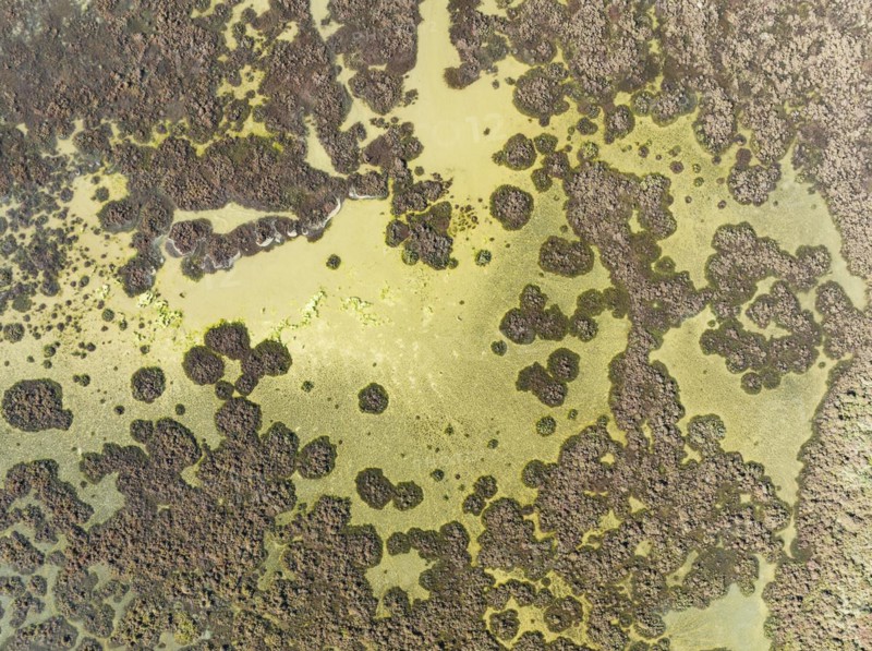 Marshland at low tide. Nature Reserve La Breña y Marismas del Barbate. Aerial view. Drone shot. Cádiz province, Andalusia, Spain, Europe