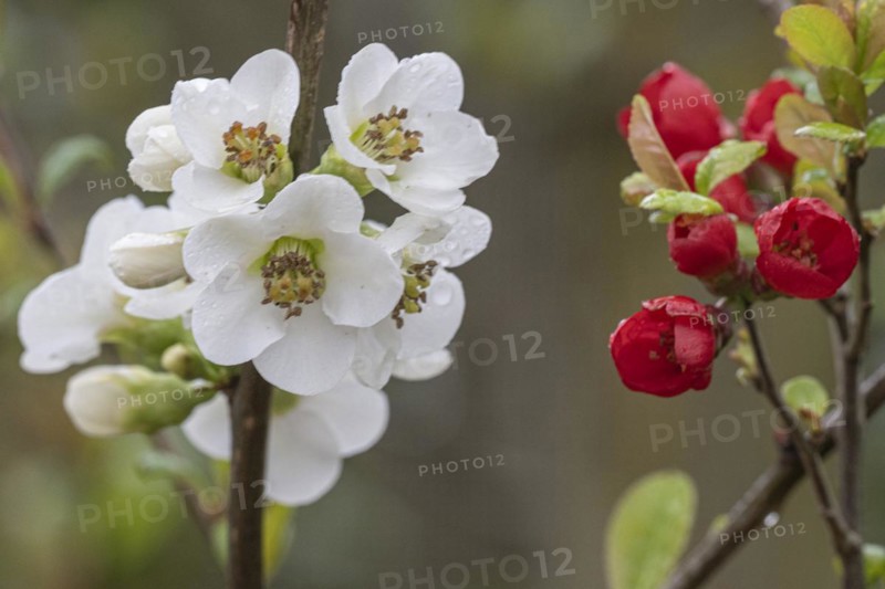 Japanese ornamental quince (Chaenomeles japonica), white form, Nordhorn Zoo, Lower Saxony, Germany, Europe
