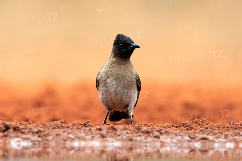 Grey bulbul (Pycnonotus barbatus), adult, at the water, Kruger National Park, Kruger National Park, Krugerpark, South Africa, Africa