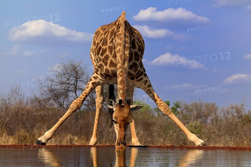 Southern giraffe (Giraffa camelopardalis giraffa), adult, drinking, at the water, Kruger National Park, Kruger National Park, Krugerpark, South Africa, Africa