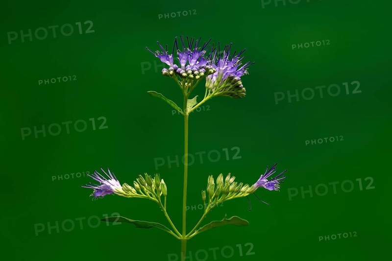 Clandon caryopteris (caryopteris x clandonensis), flower, flowering, Germany, Europe