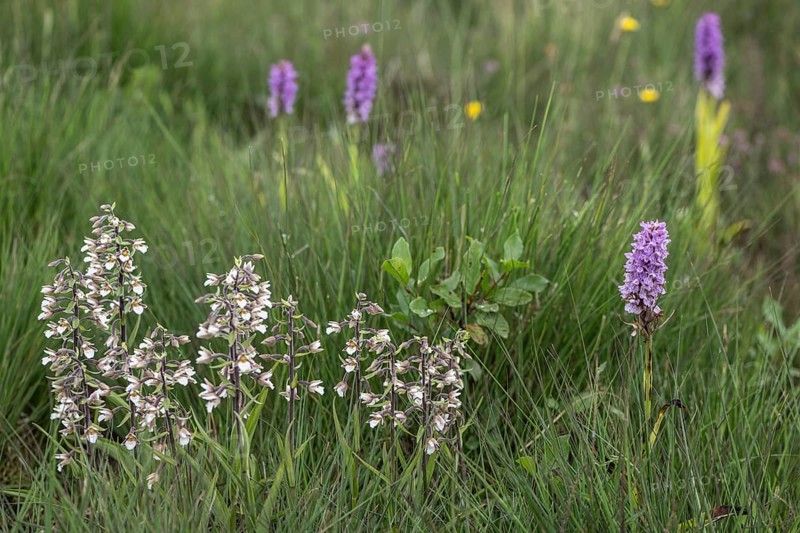 Marsh helleborine (Epipactis palustris) and Southern marsh orchid (Dactylorhiza praetermissa), Emsland, Lower Saxony, Germany, Europe