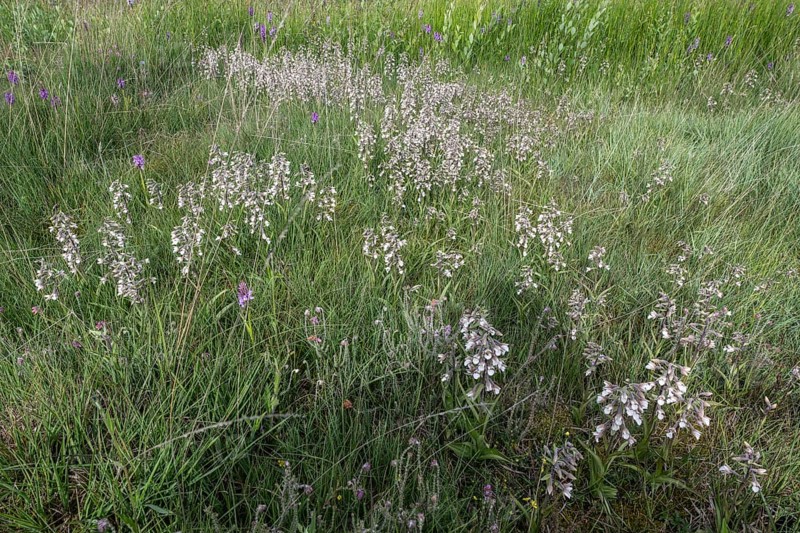 Marsh helleborine (Epipactis palustris), mass population, Emsland, Lower Saxony, Germany, Europe
