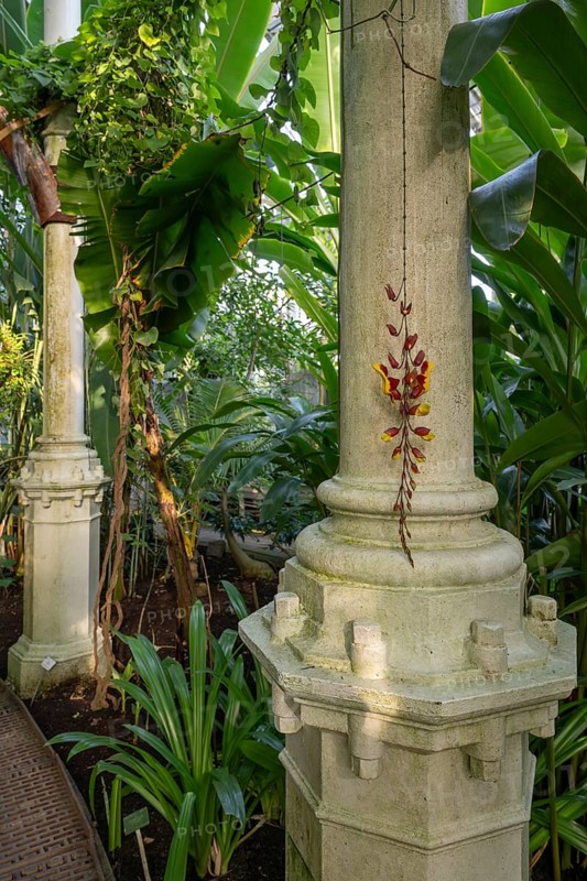 Large columns and lush plants, tropical flair, historic greenhouse, palm house, Botanical Garden or Botanisk Have, University, Copenhagen, Denmark, Europe