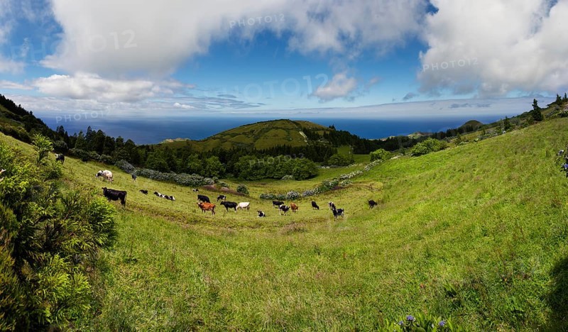 Wide pastureland scenery with grazing cows and volcanic hills in the background, Caldeira das Sete Cidades, Sete Cidades, Sao Miguel Island, Azores, Portugal, Europe