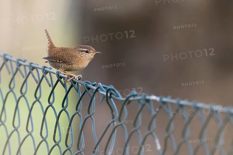 A wren (Troglodytes troglodytes) sitting on a metal wire fence in front of a blurred natural background, Hesse, Germany, Europe
