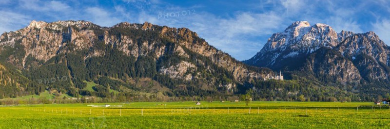 Dandelion (Taraxacum sect. Ruderalia) in spring, meadow near Hopfensee, behind it the Säuling, 2057m, Ostallgäu, Allgäu, Bavaria, Germany, Europe