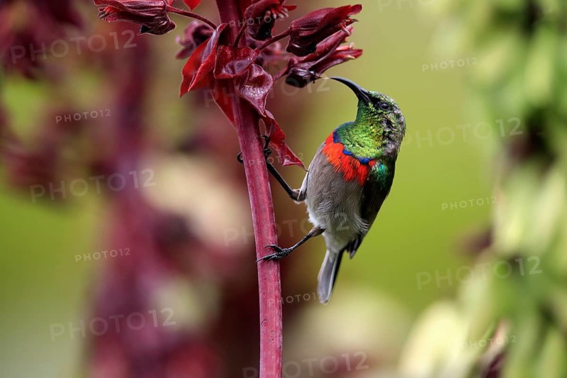 Cape Sunbird (Cinnyris chalybeus), adult, foraging, feeding, on giant honey flower (Melianthus major), Kirstenbosch Botanic Gardens, Cape Town, South Africa, Africa