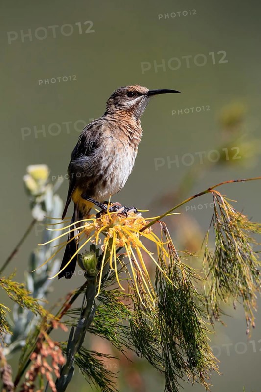 Cape Honeybird (Promerops cafer), adult, female, perch, Kirstenbosch Botanical Gardens, Cape Town, South Africa, Africa