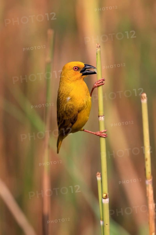 Eastern golden weaver (Ploceus subaureus), adult, male, auto-waiting, alert, preparing nest, Saint Lucia Estuary, Isimangaliso Wetland Park, Kwazulu Natal, South Africa, Africa