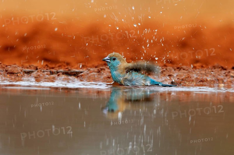 Angolan butterfly finch (Uraeginthus angolensis), blue-eared butterfly finch, adult, at the water, bathing, Kruger National Park, Kruger National Park, Krugerpark, South Africa, Africa