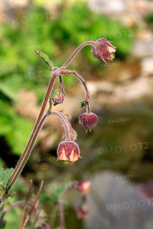 Water avens (Geum rivale), flower, blooming, at a pond, Ellerstadt, Germany, Europe