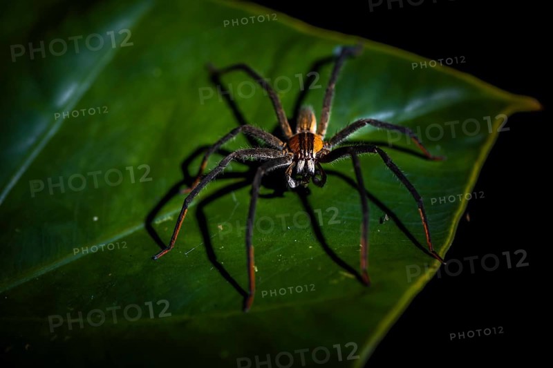 Getazi comb spider or Getazi banana spider (Cupiennius tazi), adult male sitting on a branch at night, Alajuela province, Costa Rica, Central America