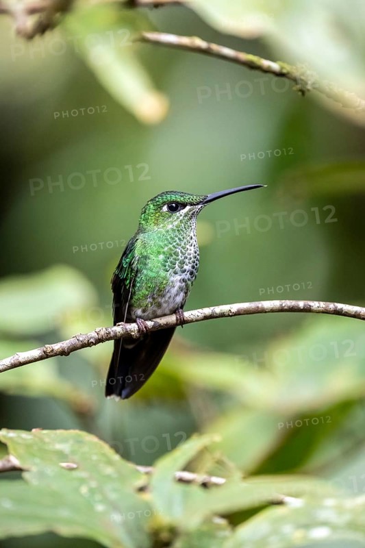 Green-crowned brilliant (Heliodoxa jacula), adult female sitting on a branch, Monteverde Cloud Forest, Monte Verde, Costa Rica, Central America