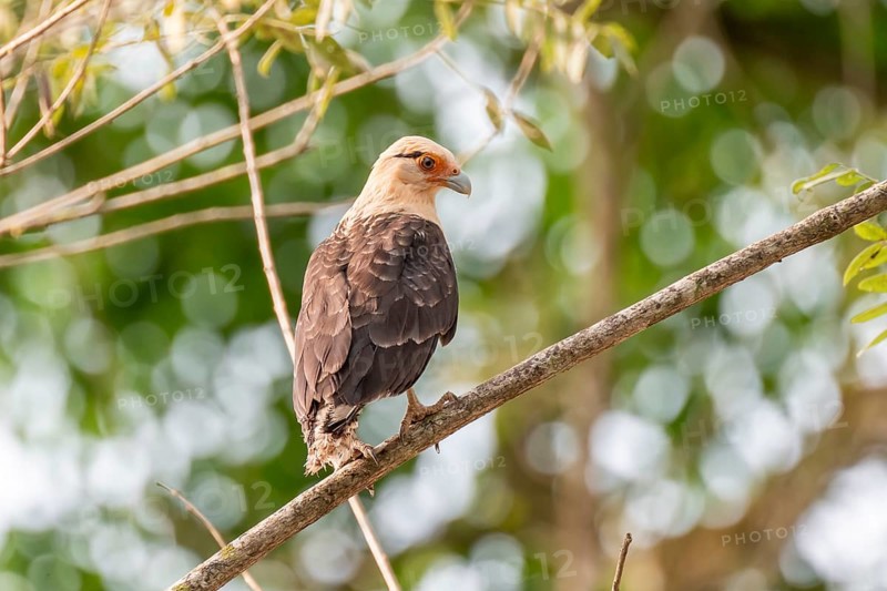 Yellow-headed caracara (Milvago chimachima), sitting on a branch in the rainforest, Corcovado National Park, Osa, Puntarena Province, Costa Rica, Central America